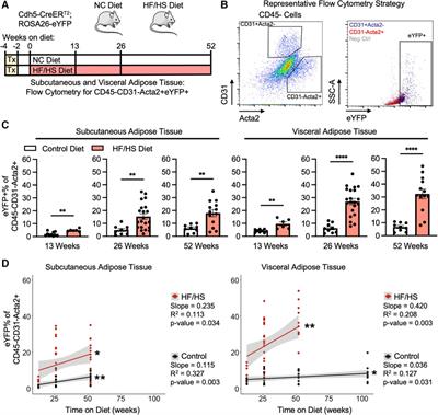 Obesity accelerates endothelial-to-mesenchymal transition in adipose tissues of mice and humans
